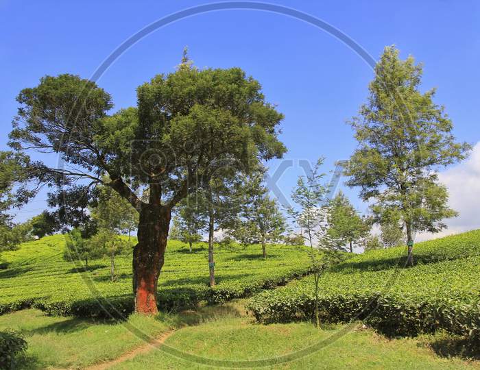The large tea tree between the stretches of the tea plantation