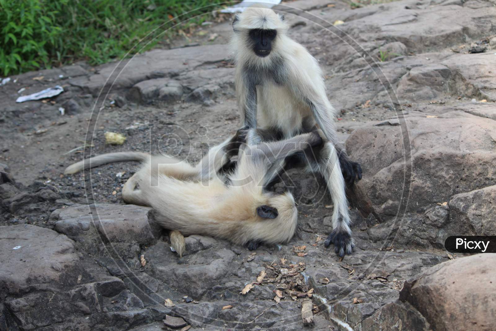 monkeys photo.