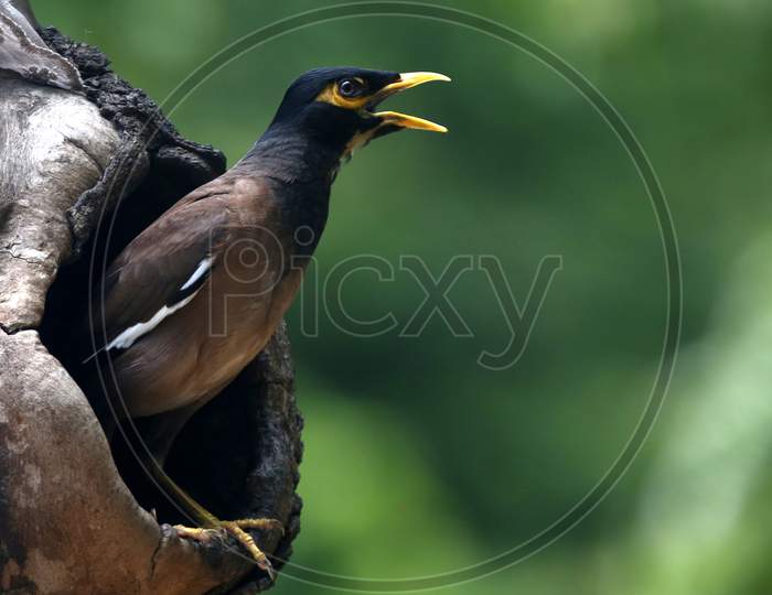 A Myna looks out from a hollow of a tree in Chandigarh August 6, 2020