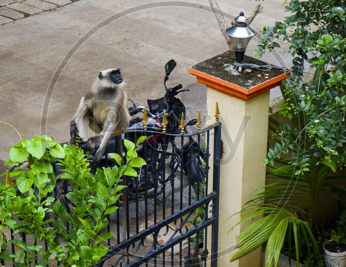 Indian Monkey Sitting On The Gate In House