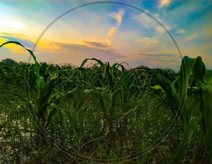 Green Millet Field Over The Sunset