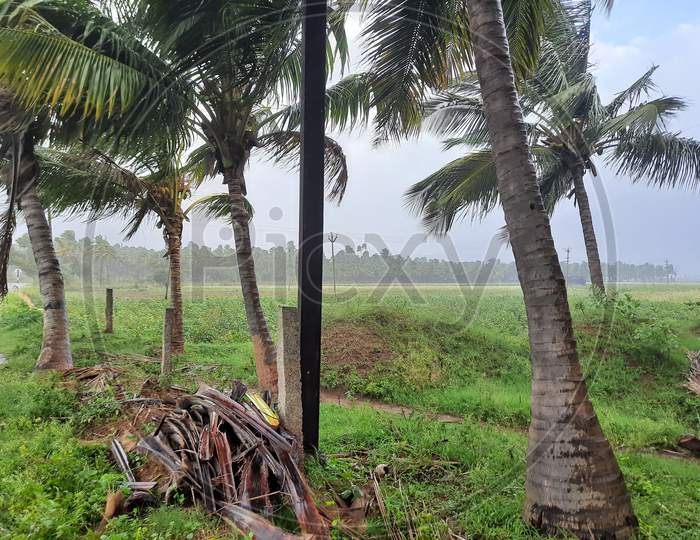 Raining on Coconut trees garden