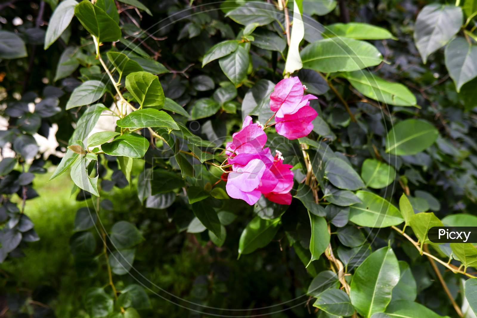Pink Bougainvillea Flowers Isolated On Plant