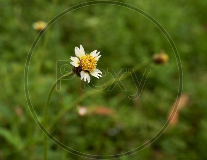 View Of Tiny Grass Flower Isolated In Garden