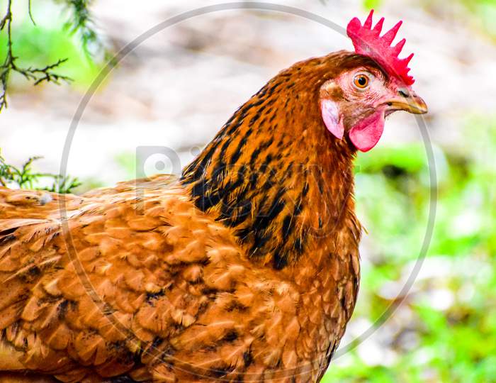 A Side View Of A Hen With Sharp Eyes Open And Crown At The Top .A Closeup View Of Chicken In A Garden