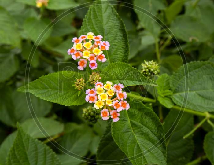 Lantana Flowers In Pink & Yellow Isolated On Green Plant
