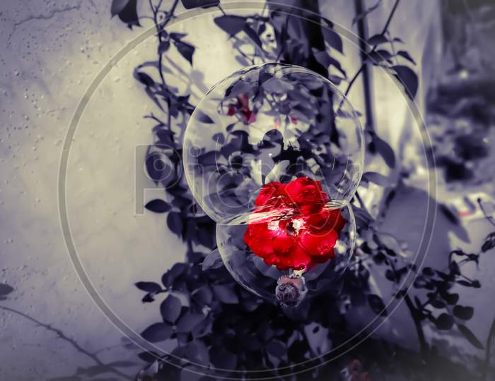 Beautiful red rose inside bubble