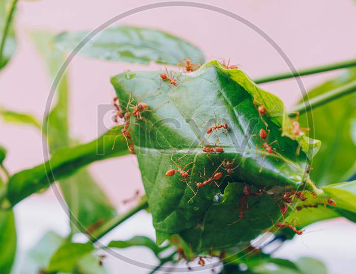Weaver ants working on a green leaf nest