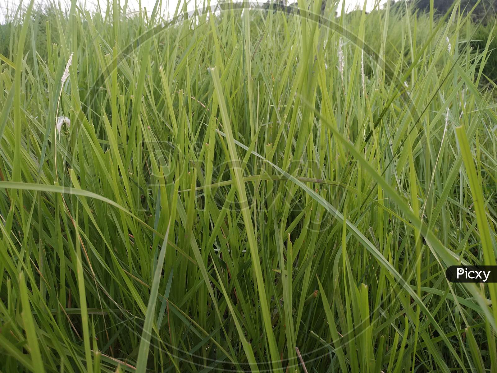 Green Grass Stock Photos. This Photo Is Taken In India