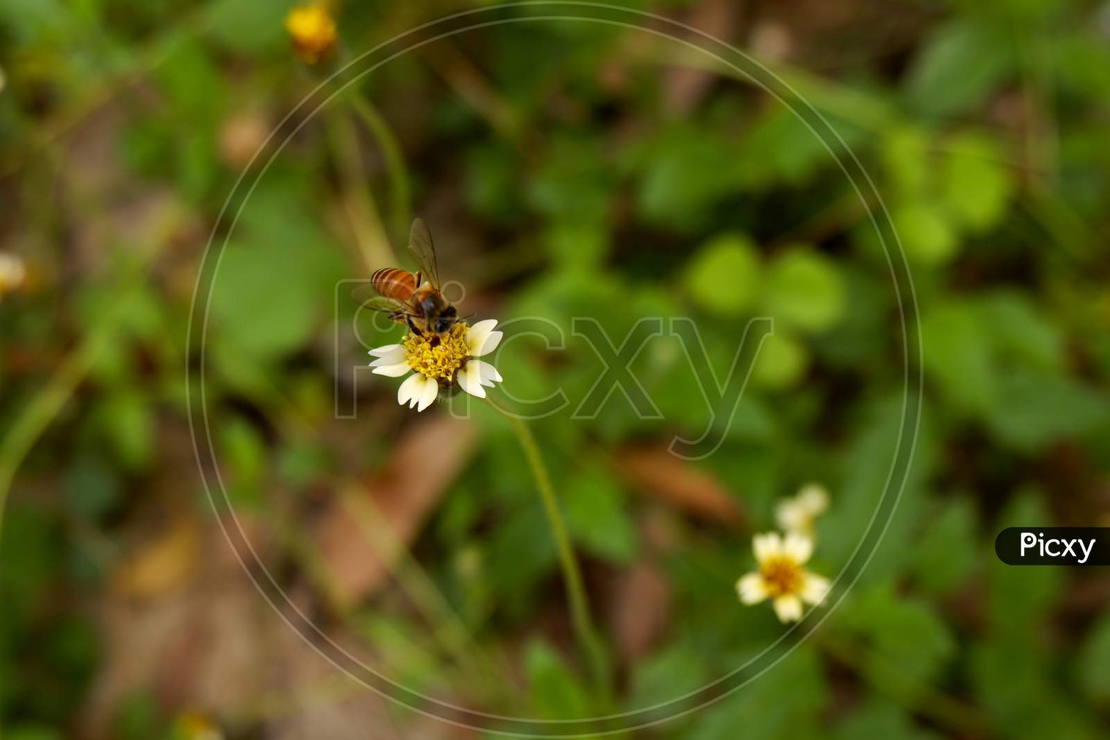 Closeup View Of Honey Bee With Grass Flower In Field