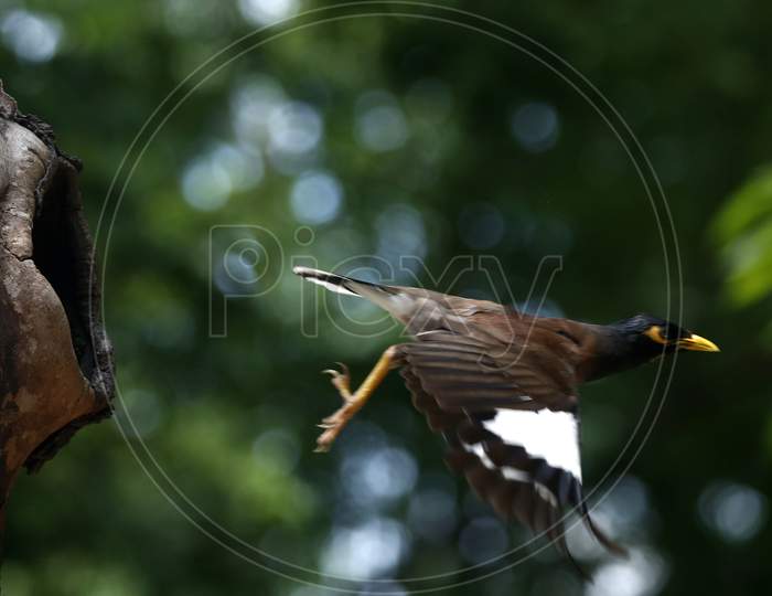 A Myna flies from a hollow of a tree in Chandigarh August 6, 2020
