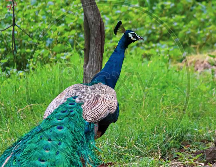 peacock with feather tail in the garden