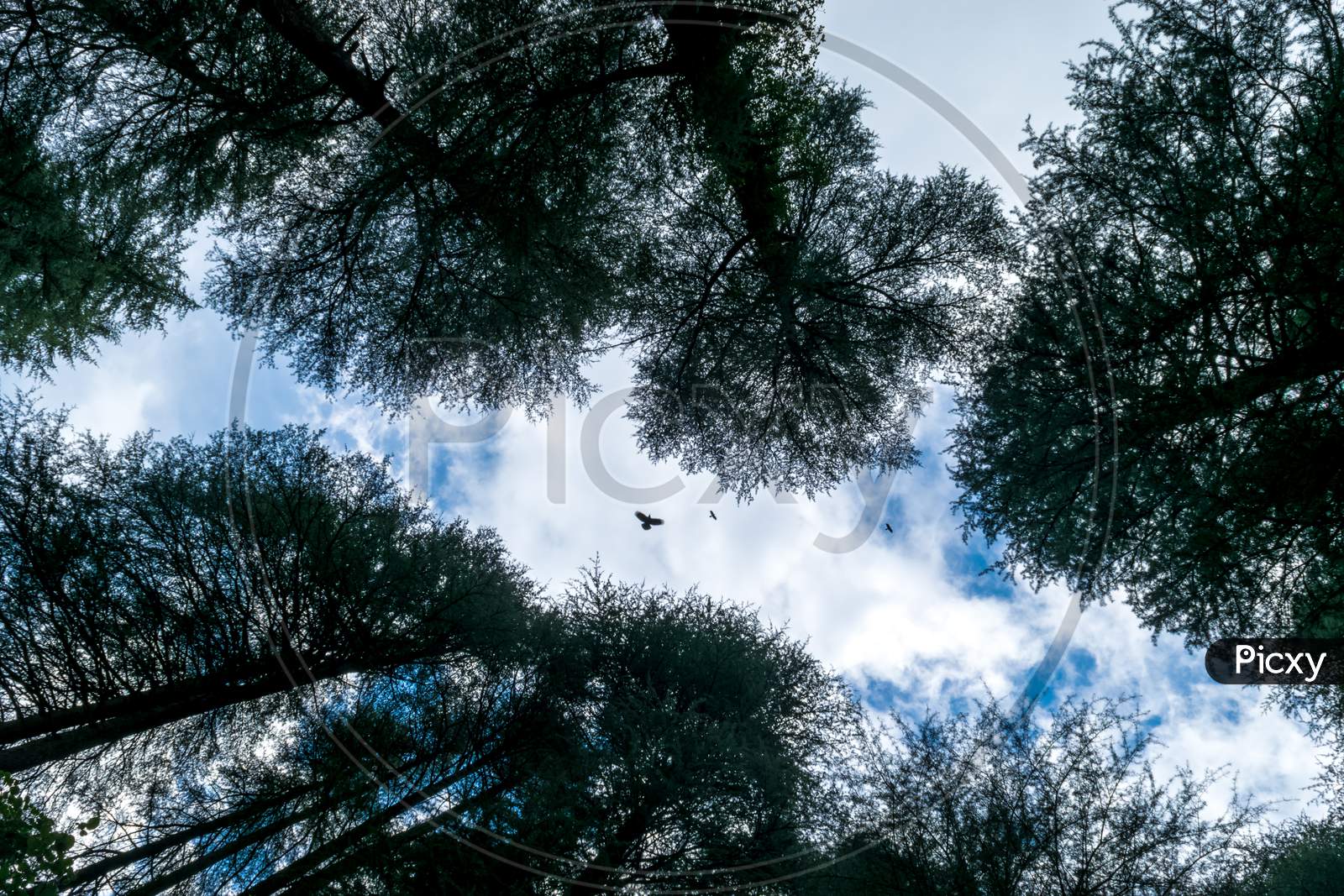 From Below Blue Sky With Few Birds And Cover With Long Pine Trees In Dharmashala, India