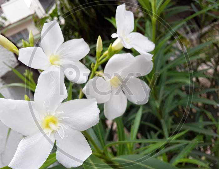 Beautiful white all season flower