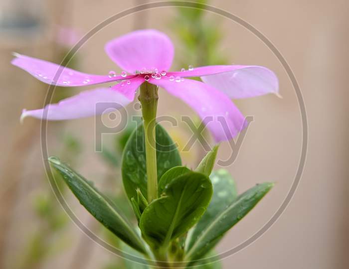 Waterdroplets on beautiful pink flower with green background, nature concept