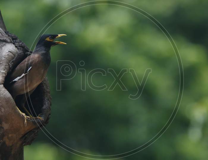 A Myna lands at a hollow of a tree in Chandigarh August 6, 2020
