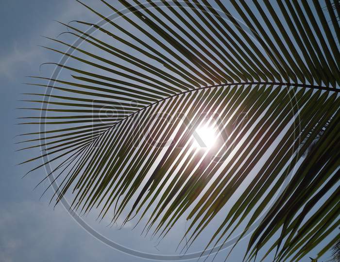sun light coming through coconut tree leaf