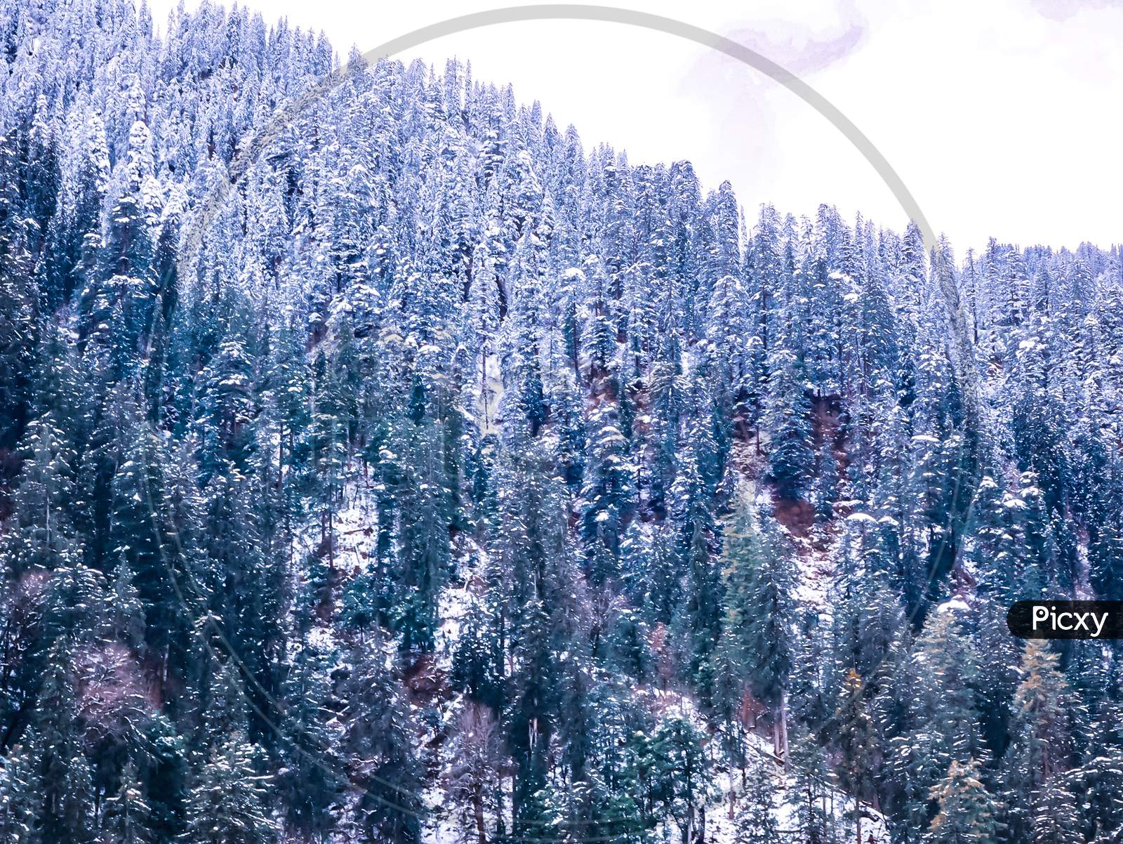 Snow covered trees in Valley