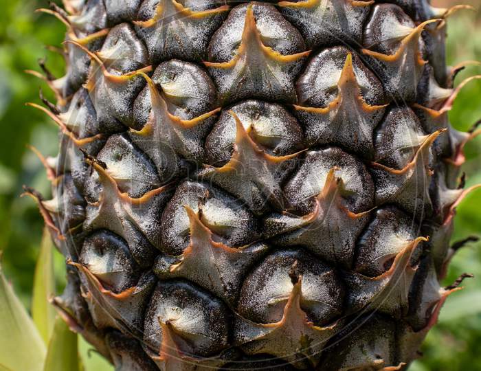 Closeup Of Pineapple Fruit In Horizontal Orientation, Perfect For Wallpaper