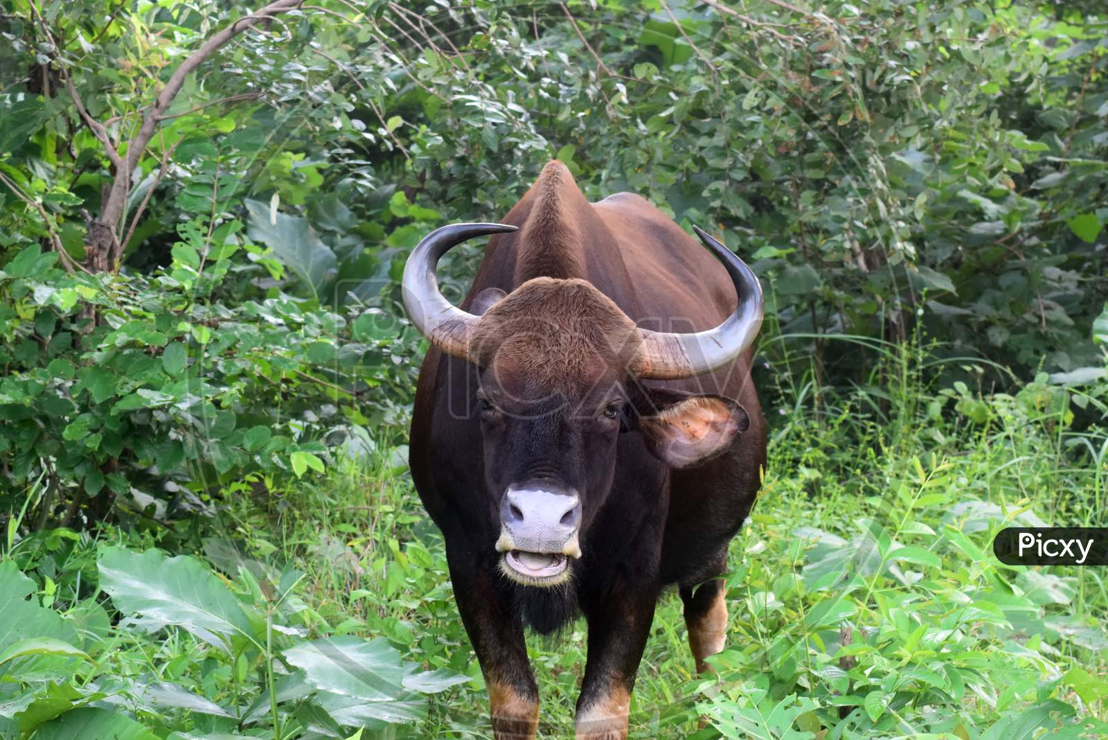 A Bison in a Jungle.