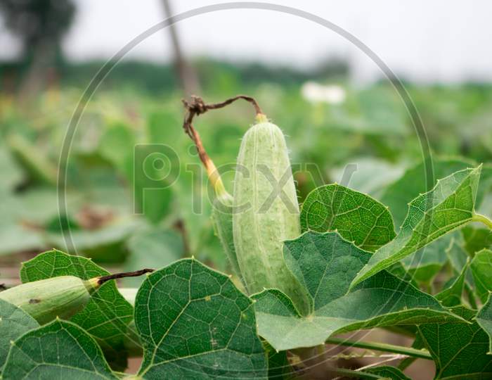 Trichosanthes Dioica, Also Known As Pointed Gourd, Is A Vine Plant In The Family Cucurbitaceae.