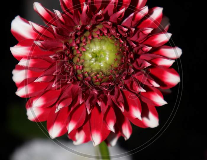Dahlia Flower With Selective Focus In Vertical Orientation