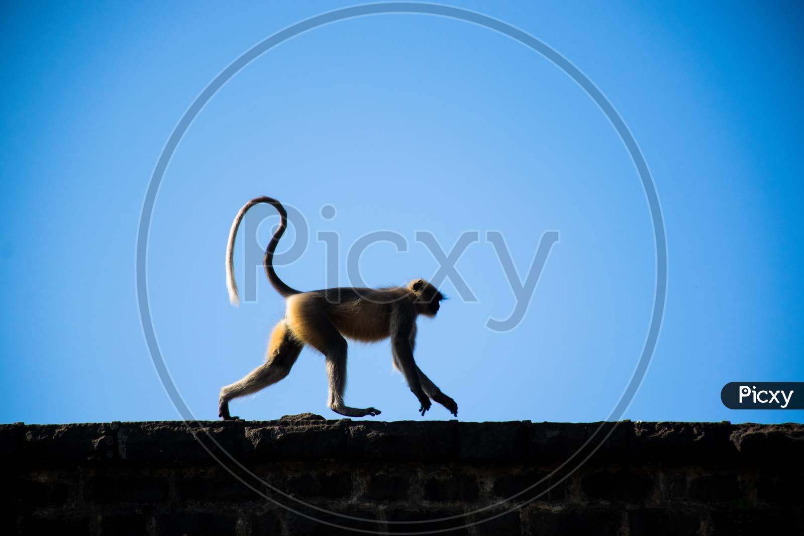 A Langur Running On A Wall In Maharashtra, India