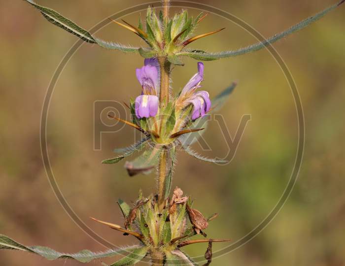 Hygrophila Auriculata Plant With Flowers With Selective Focus, Also Known As Gokulakanta Or Kokilaksha