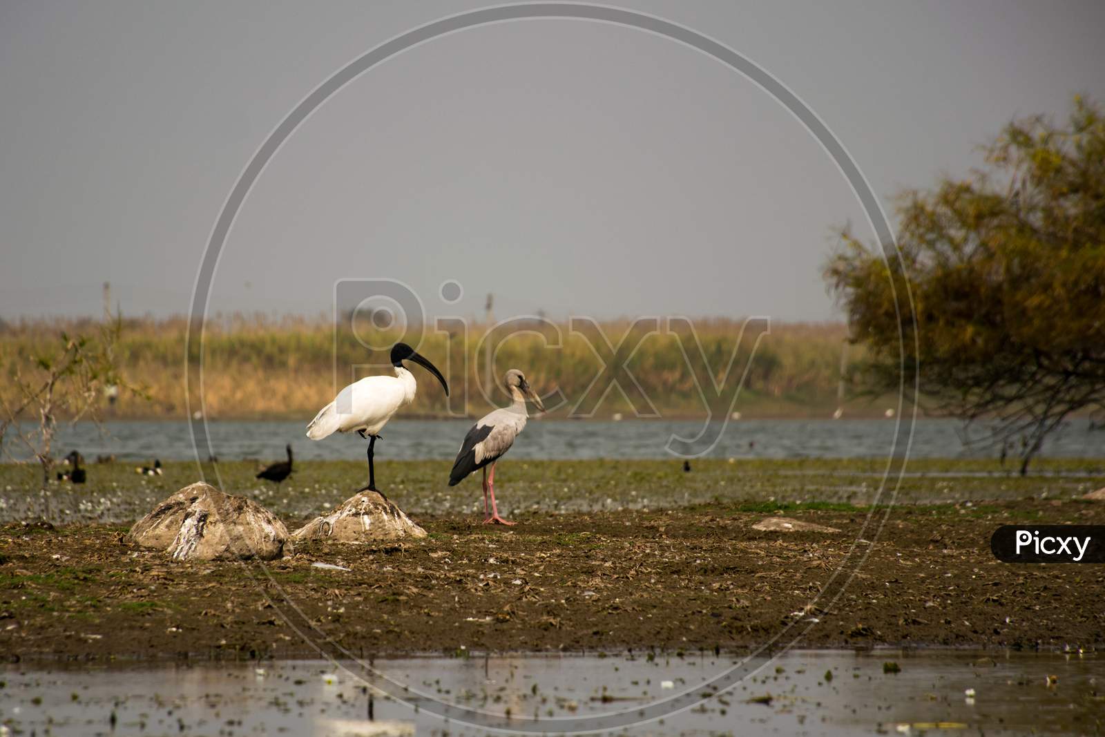 Black Headed Ibis And White Stork Standing In A Lake In India