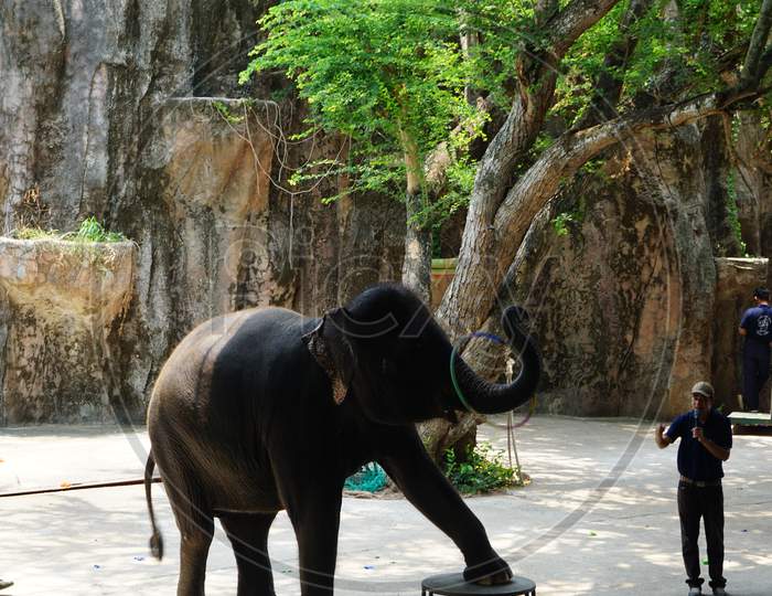 The Elephant show at Sri Racha Tiger Zoo, Pattaya, Thailand