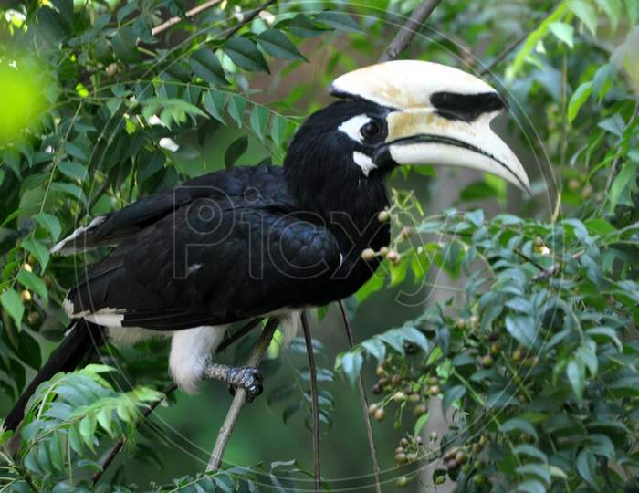 An Oriental Pied Hornbill Searching Food At Ficus Tree At Assam State Zoo Cum Botanical Garden In Guwahati On Friday, August 7, 2020.