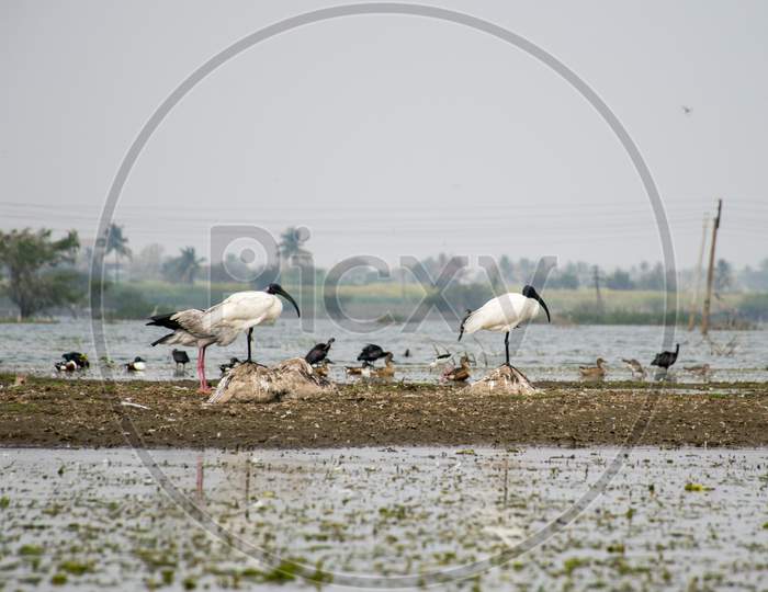 Two Black-Headed Ibis Birds Standing In A Lake In India