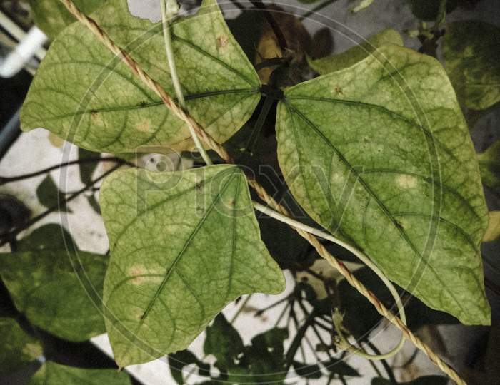 Closeup Shot Of Consecutive Leaves In A Pea Plant.