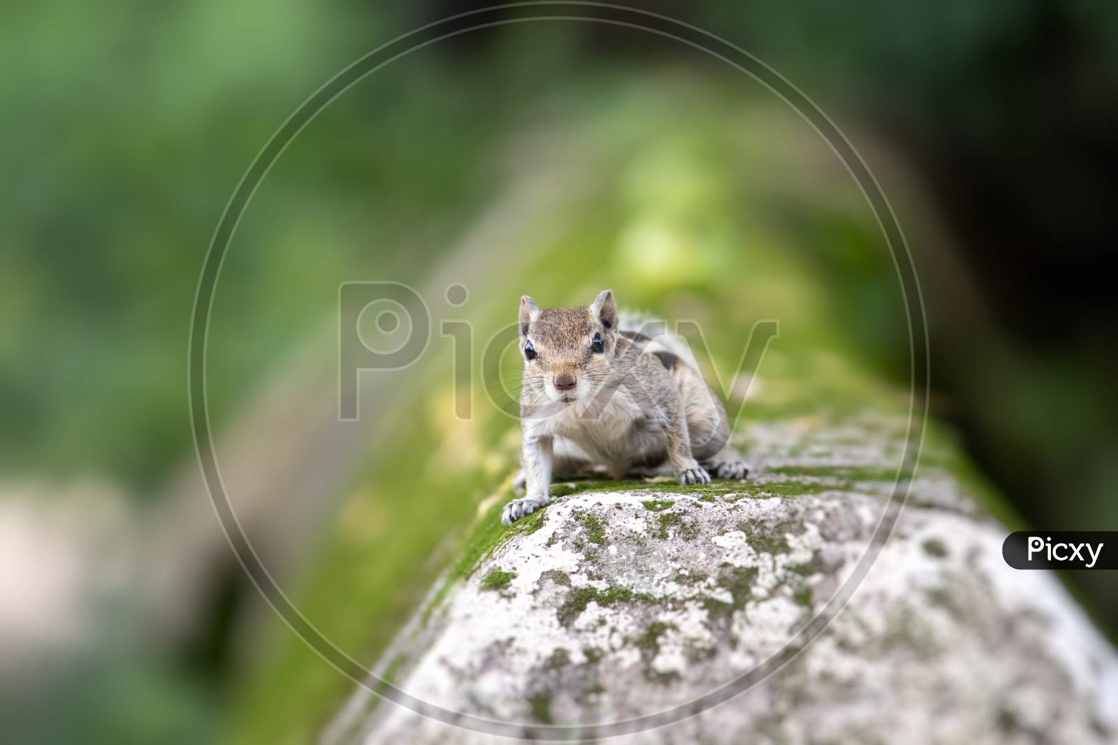 Indian Palm Squirrel Or Three Striped Squirrel Looking At The Camera