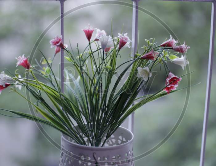 Lillies in a flower pot