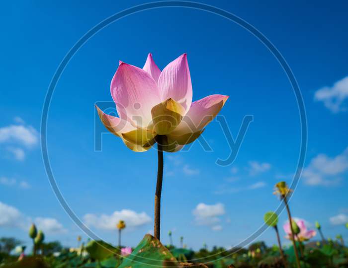 Green leaves of lotus flower in the pond