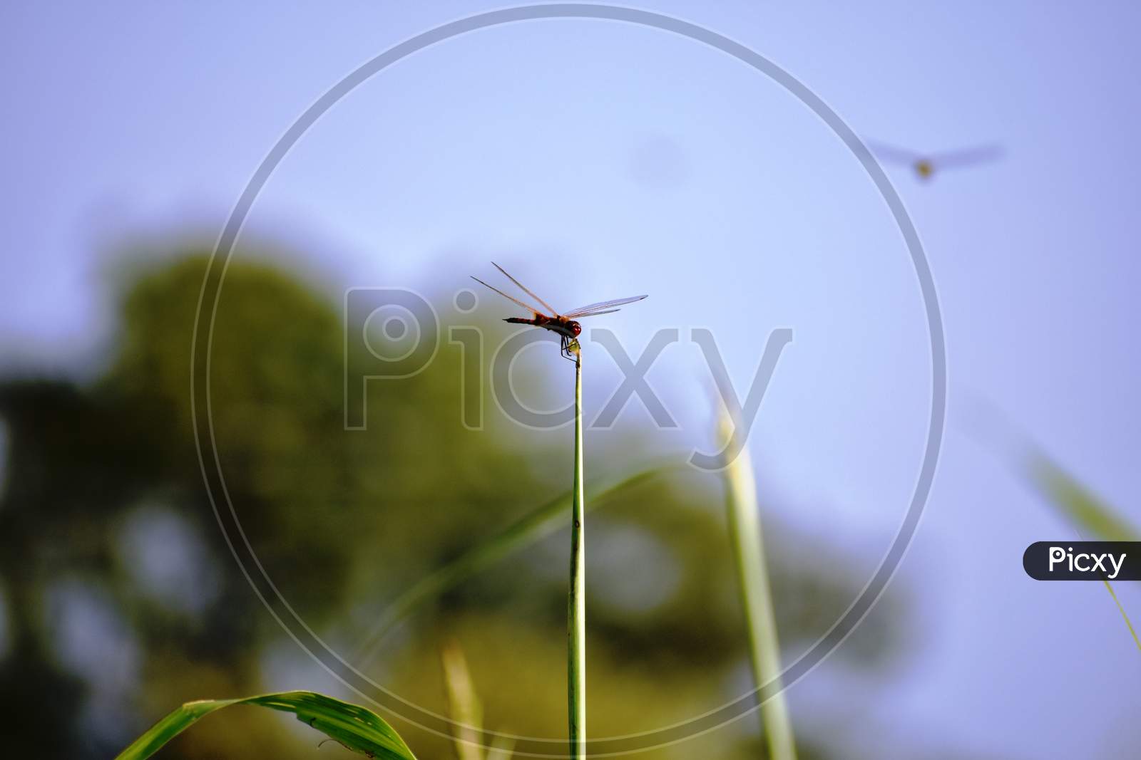 Red Dragonfly eating young grass stem