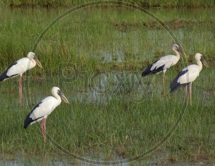 Group of  Great White Heron between the field.