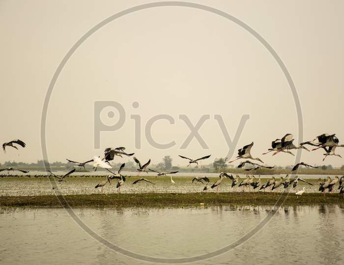 Flock Of Flamingos Taking Off From A River In India