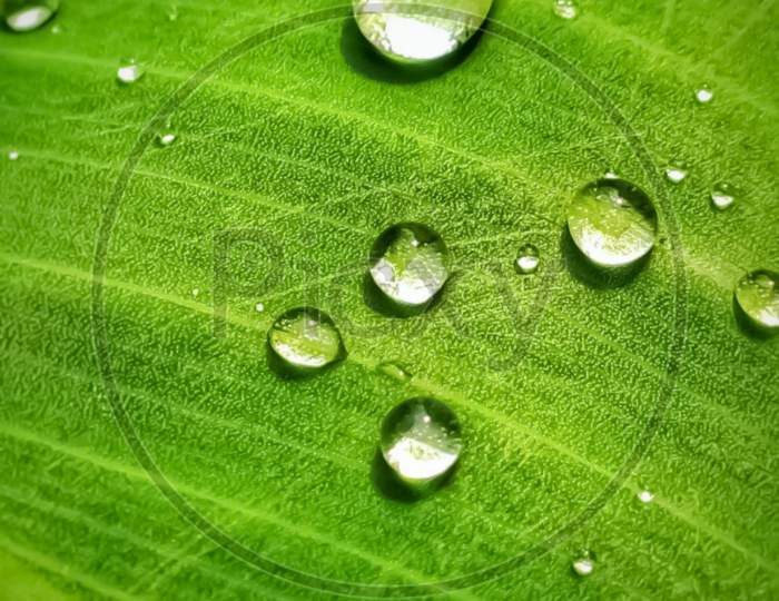 Water drops on leaf .