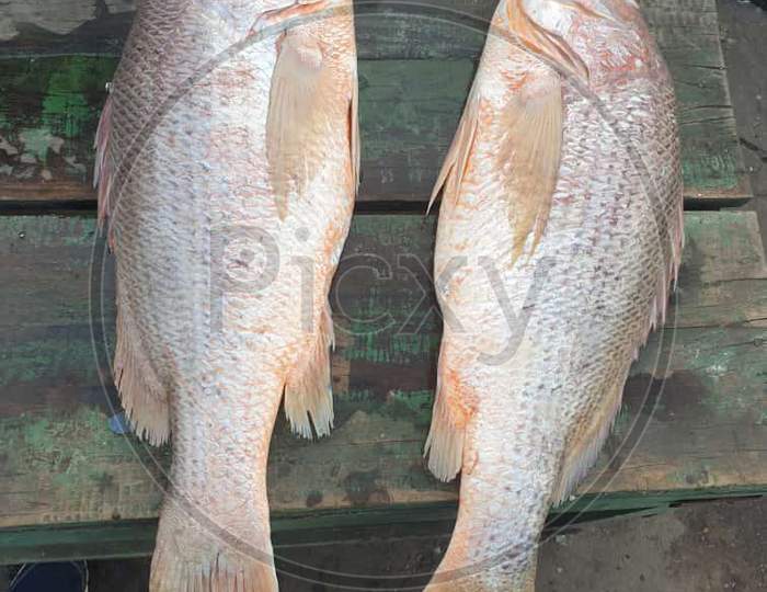 Live fish stock .a pair of fish
