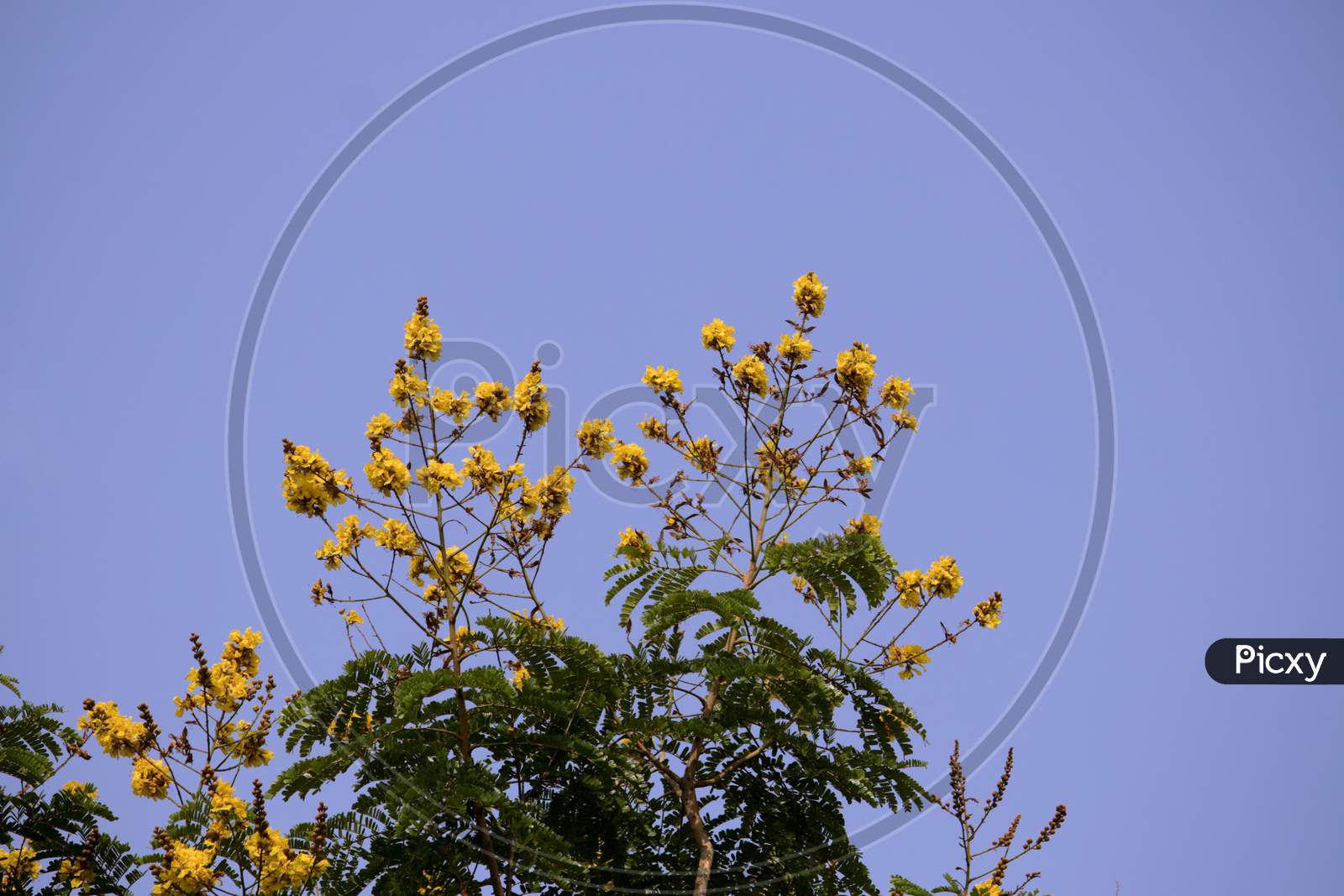 Copperpod Flowers Or Yellow Flamboyant Flowers With Selective Focus And Blue Sky In Background