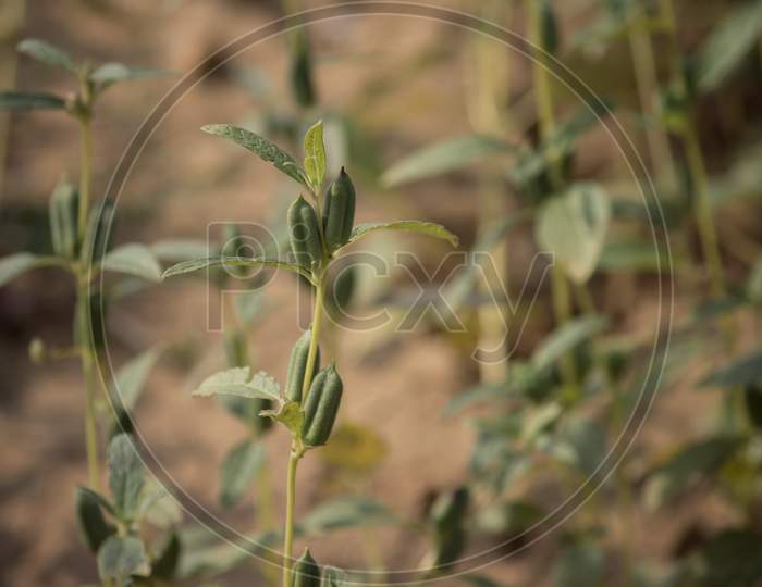White Sesame Pods With Selective Focus In Its Plant, Cultivated In An Agricultural Field In Indian Countryside