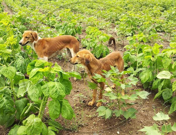 Cotton is planted in the field during the monsoon season and the dog protects it. Fri, 7 Aug 2020 india.