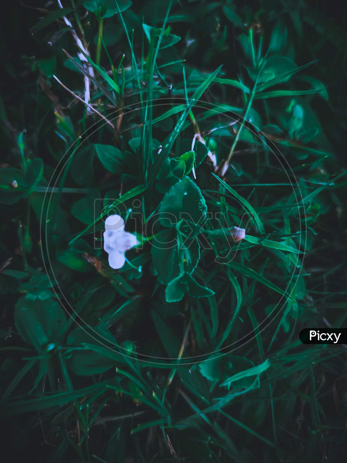 Grass flower photo,white flower with green leaf,flower,leaf