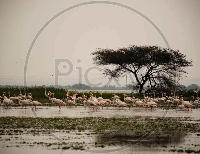 A Flamboyance Of Flamingos In Wading In River