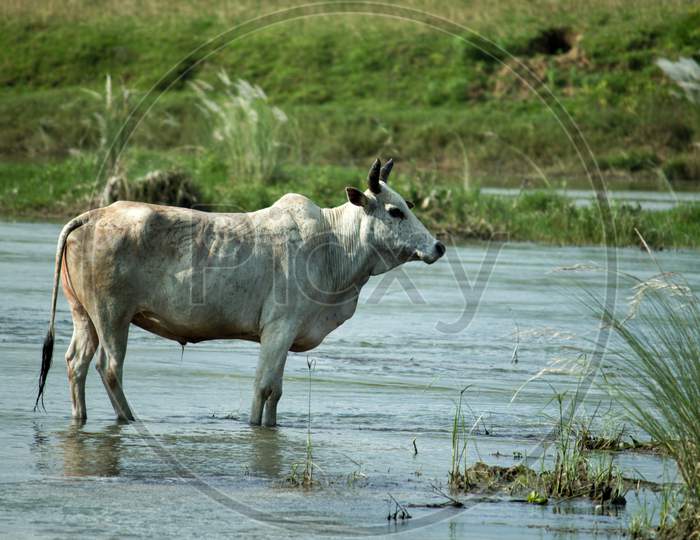 Bull Standing In River Water In Indian Countryside Area