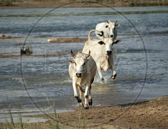 Bulls Running Through River Water To Cross,  Indian Countryside Beauty, Perfect For Wallpaper