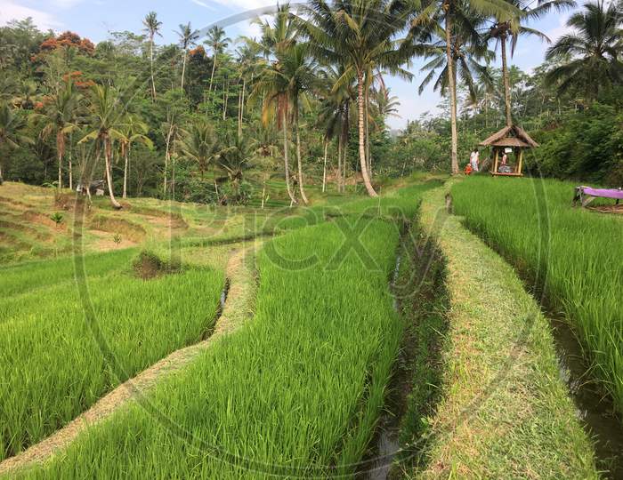Bali rice terrace field