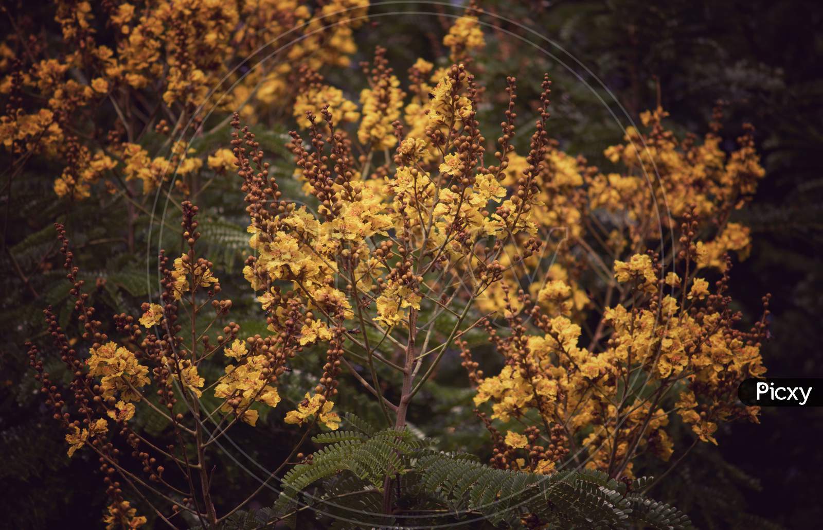 Yellow Flamboyant Or Copperpod Flower Clusters With Selective Focus